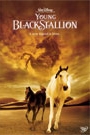 YOUNG BLACK STALLION